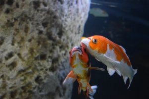 peces-acuario-malta