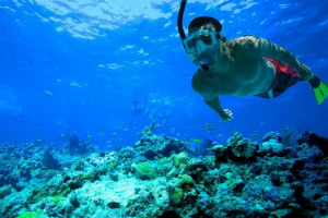 snorkel-comino